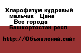 Хларофитум кудрявый мальчик › Цена ­ 30 - Все города  »    . Башкортостан респ.